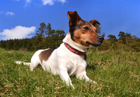 Jack Russell Terriers The Energetic Keen And Intelligent Dog Breed