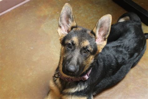 2272 x 1704 jpeg 1448 кб. german shepherd puppy with big ears! | Flickr - Photo Sharing!