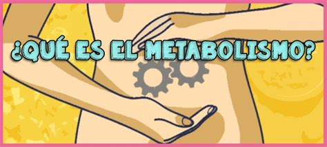 ¿qué Es El Metabolismo ¡una Guía Rápida Y Clara
