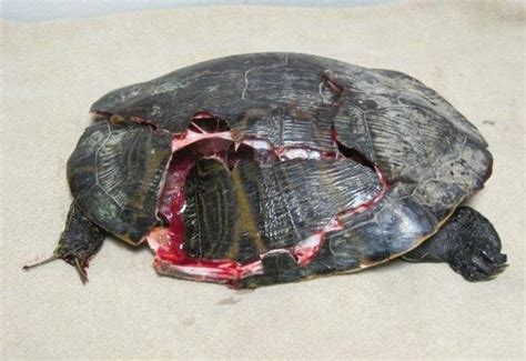 Yes These Turtles Are Still Alive Peta