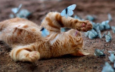 Cat And Butterflies 5 Pics Amazing Creatures