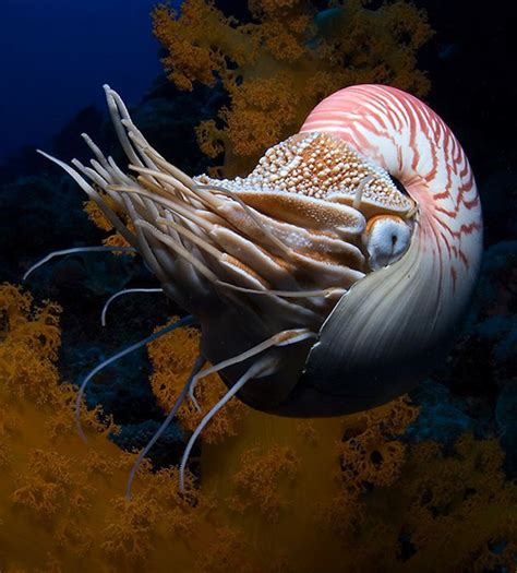 Nautiluses Beautiful Deep Sea Creatures