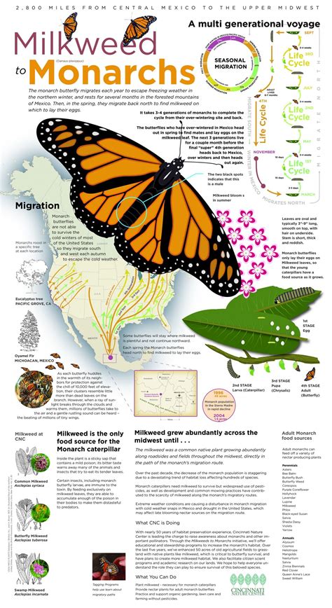 Mariposa Monarca Monarch Butterfly Monarch Butterfly Facts