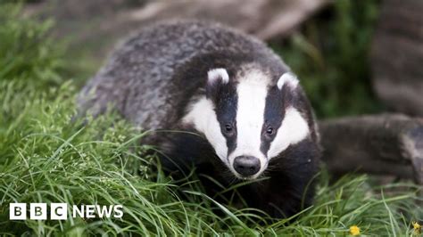 Six New Areas Apply For Badger Cull Licences Bbc News