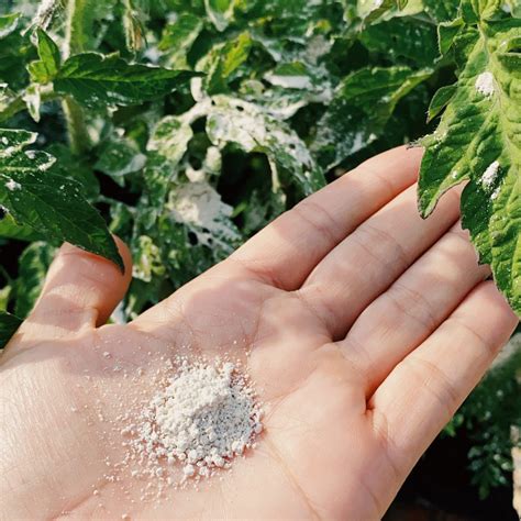 What Is Diatomaceous Earth De And How Can You Use It In The Garden As