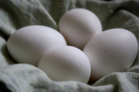 Four White Eggs Picture Free Photograph Photos Public Domain