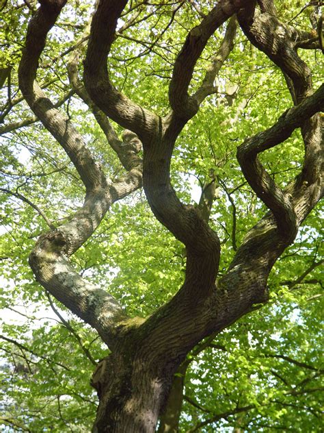 Free Images Forest Branch Leaf Flower Trunk Green Produce