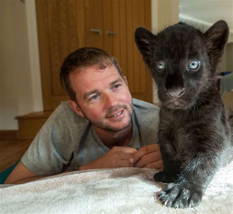 A muscular and compact species, the jaguar weighs anywhere between 79 and 350 pounds (36 and 160 kilograms); Big Cat Sanctuary boss Giles Clark looks after jaguar and ...