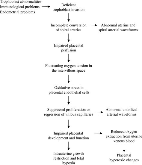 Regulation Of Vascular Growth And Function In The Human Placenta In