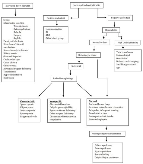 Schematic Approach To The Diagnosis Of Neonatal Jaundice 5 Download