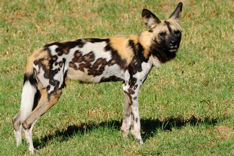 Refers to people who don't/won't take the initiative first, preferring to wait for the romantic interest to make the first move. Herbivores wild animal best blog: Rare wild animals in uk