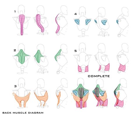 Back Torso Ref Page By Humannature84 On Deviantart Character Design