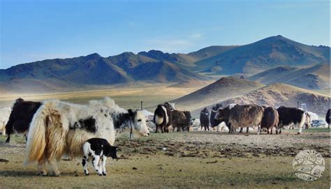 Nomadic Animals Nomadic Mongolian Horse Herders And Their Animals
