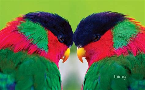 Bing Desktop Background Beautiful Birds Parrot Pet Birds