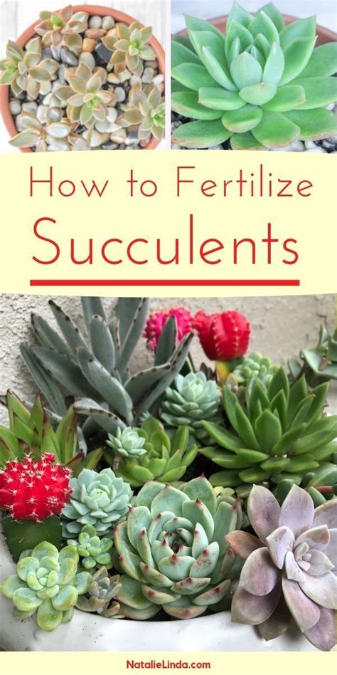How To Fertilize Succulents Natalie Linda Succulent Garden Diy