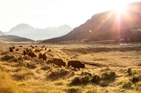 Ken Burns Latest Chronicles The Slaughter And Revival Of The American Buffalo Explore Big Sky