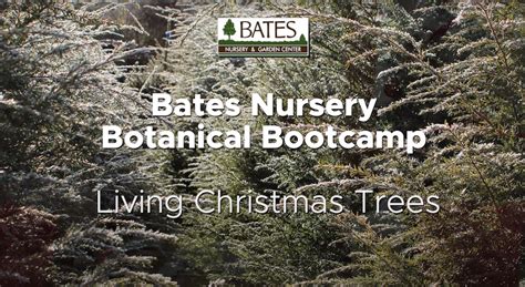 Living Christmas Trees Bates Nursery And Garden Center Nashville