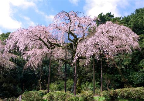 Double Pink Weeping Cherry Blossom Tree Bright Pink Blossoms Cascade