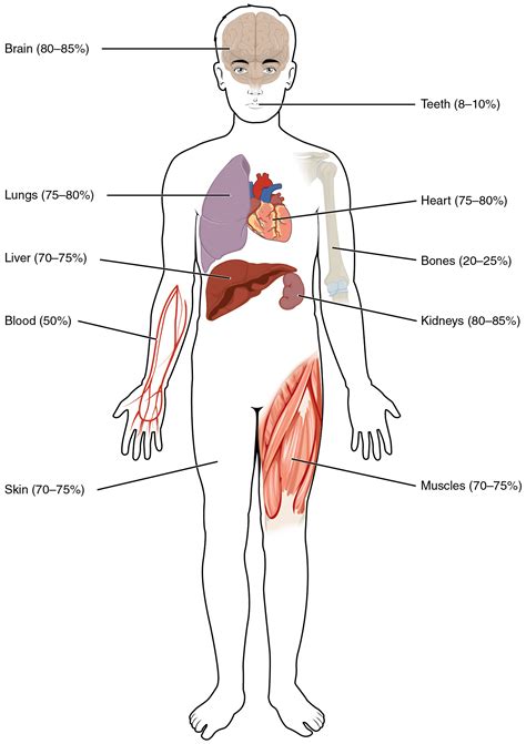 The human body is a unique and complex organism made up of many interconnected body systems. 26.1 Body Fluids and Fluid Compartments - Anatomy & Physiology