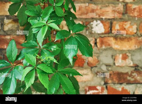 The Green Creeper Plant On A Brick Wall Background Stock Photo Alamy
