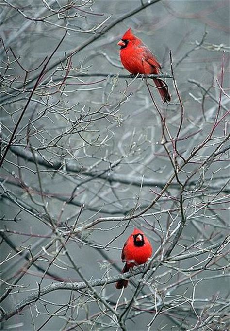 Winter Cardinals Winter Wildlife Birds Cardinals