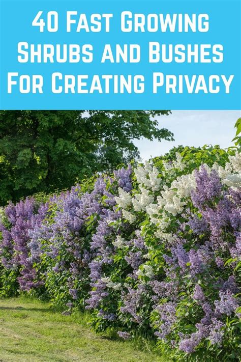 40 Fast Growing Shrubs And Bushes For Creating Privacy 1000 In 2020
