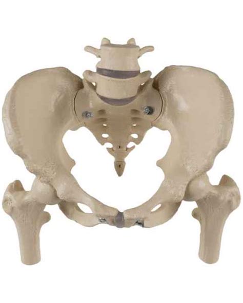 Hip And Pelvis Medical Education Anatomy Models