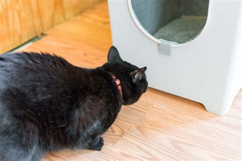 What Do You Put In A Litter Box | Storables
