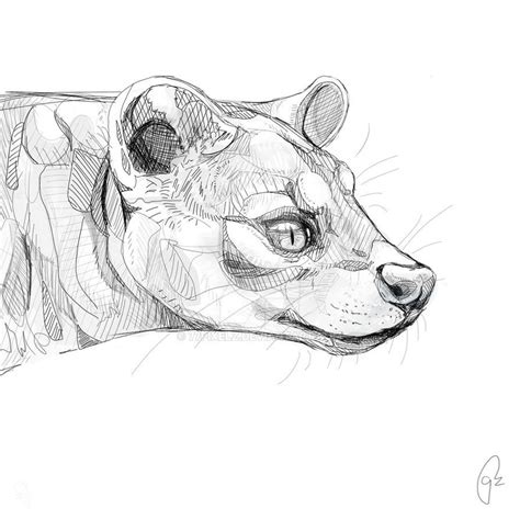 On Deviantart Animal Sketches