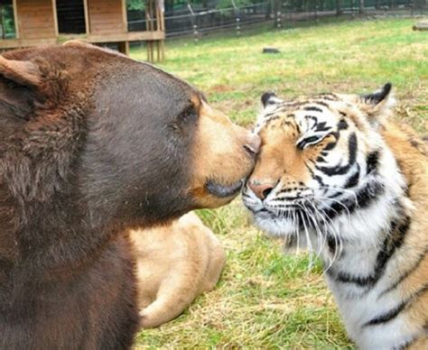 Starke Freundschaft Bär Löwe Und Tiger Sind Seit über 15 Jahren