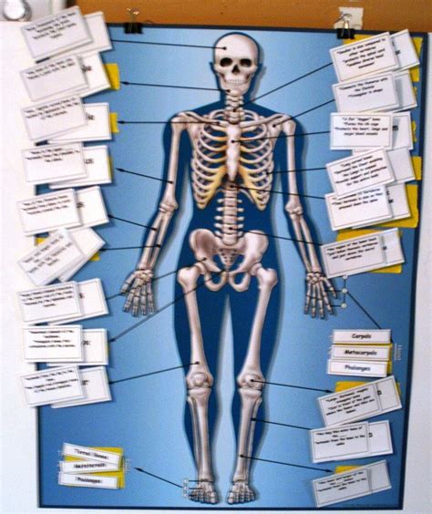 Learn The Bones Homeschool Human Body Pinterest