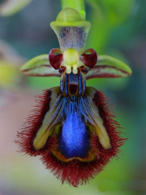 Bee Orchid Orpheus Rare Flowers Orchid Plants Orchid Seeds