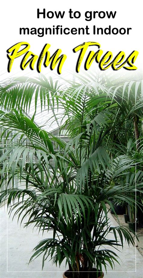 How To Grow Indoor Palm Tree Potting Growing And Caring Palm Tree