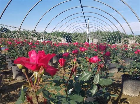 Find garry flowers's contact information, age, background check, white pages, property records, liens, civil records, marriage history & divorce records. Knock Out (R) Roses in polyhouse (Rosa 'Radrazz' P.P ...