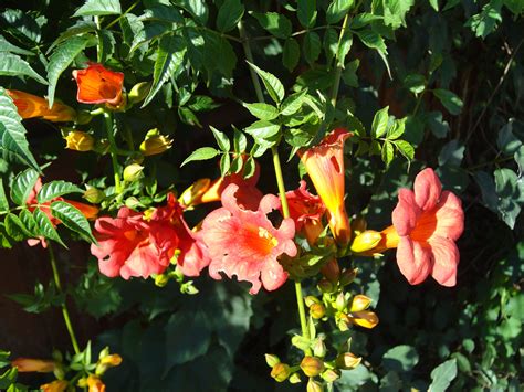 Fishing guide for burning crusade classic. Trumpet flowers line the South fence and attract humming ...