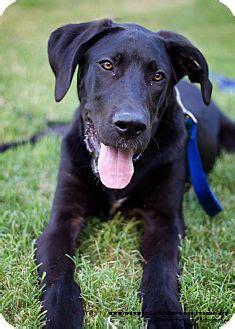 Connecting great danes to great people. Brooklyn | Adopted Puppy | San Antonio, TX | Great Dane ...