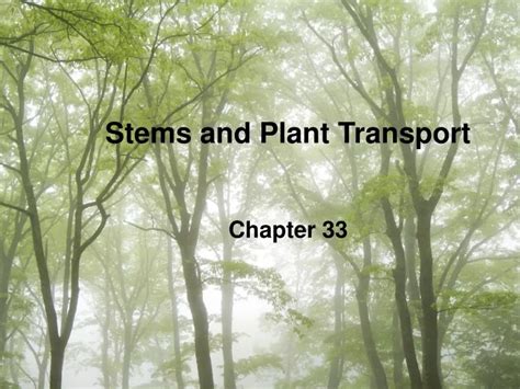 PPT Stems And Plant Transport Chapter 33 PowerPoint Presentation