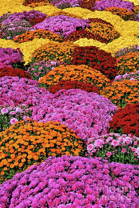 Chrysanthemum Rainbow Of Colors Photograph By Regina Geoghan Fine Art