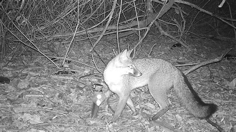 Get To Know The Gray Fox A Tree Climber With A Healthy Appetite For