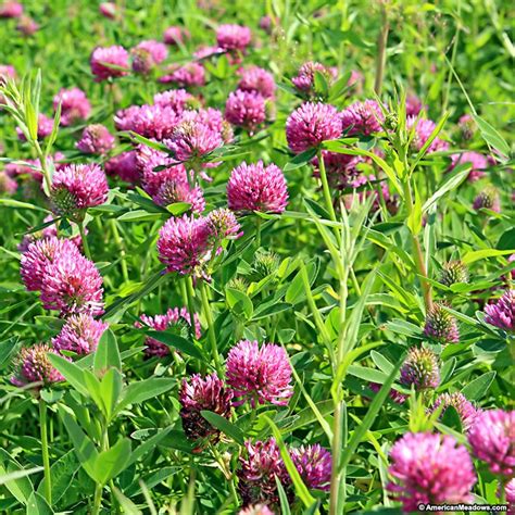 Medium Red Clover Crops And Soils