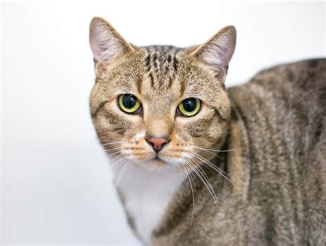 A Brown Tabby Domestic Shorthair Cat With Green Eyes Stock Image