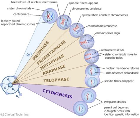 The Cell Cycle Mitosis And Meiosis For Higher Education Virtual