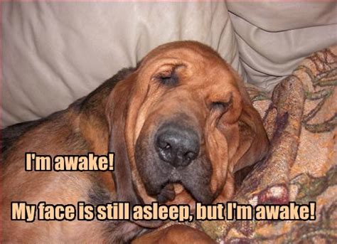 I Has A Hotdog Waking Up Funny Dog Pictures Dog Memes Puppy