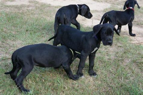 Home of harlequin, mantle, merle, and black great dane puppies. 9 WEEK OLD GREAT DANE PUPPIES, PRICE REDUCED IN HALF, WON ...