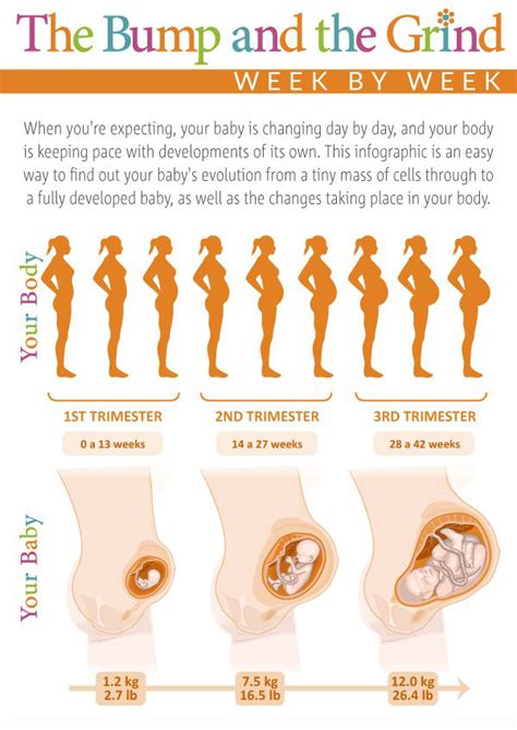 Week By Week Pregnancy Chart Natural Birth And Baby