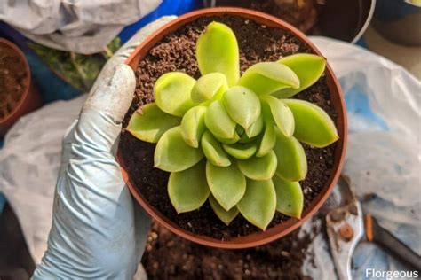 How To Propagate Succulents A Complete Beginners Guide Florgeous