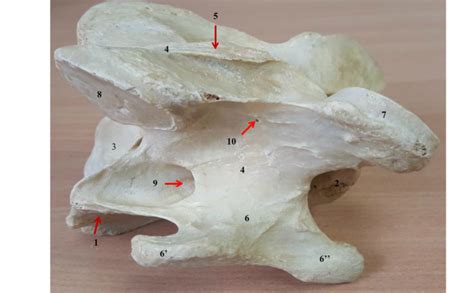 Vertebra Cervicalis Iii Horse Right Lateral Aspect Diagram Quizlet