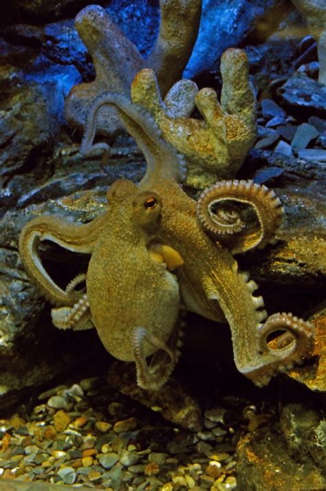 Octopus Ocean Creatures Sea Creatures Ocean Animals
