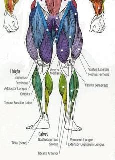 Related posts of muscles of the leg labeled. HanhChampion Blogspot: Basic Leg Exercises
