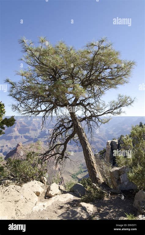 Pine Tree On Edge Of The Grand Canyon Stock Photo Alamy